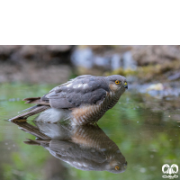 گونه قرقی Eurasian Sparrowhawk